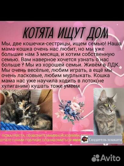Домашние животные кошки