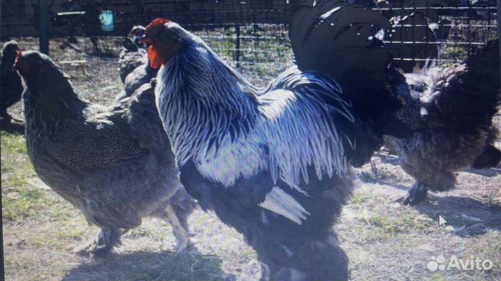 Цыплята брама, яйцо инкубаторное