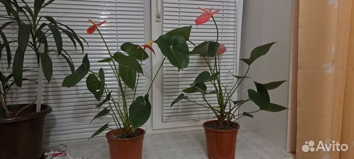 Комнатные цветы антуриум