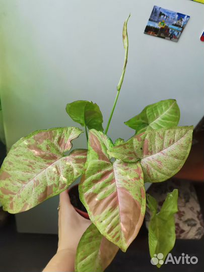 Сингониум Панда,Империал Вайт,Конфетти от 350-400