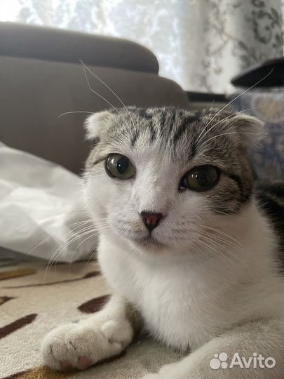Котик ищет дом
