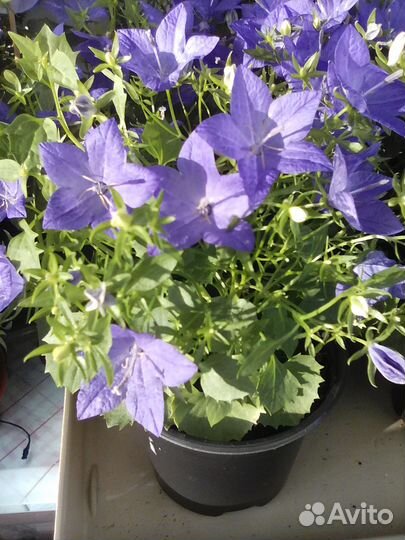 Кампанула сортовые