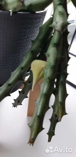 Кактусы и суккуленты