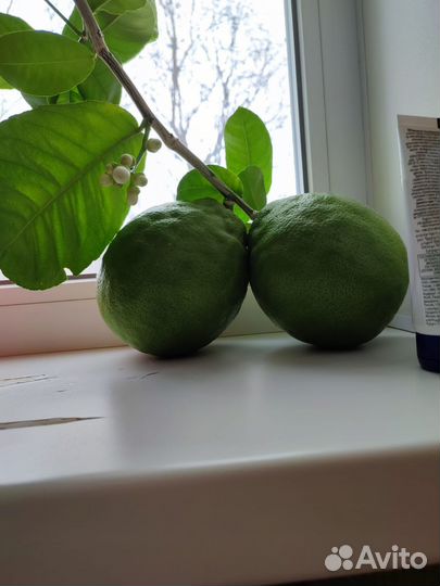 Комнатные растения