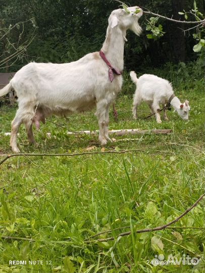 Зааненская дойная коза