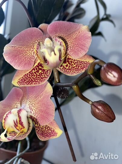 Орхидея леко фантастик с деткой