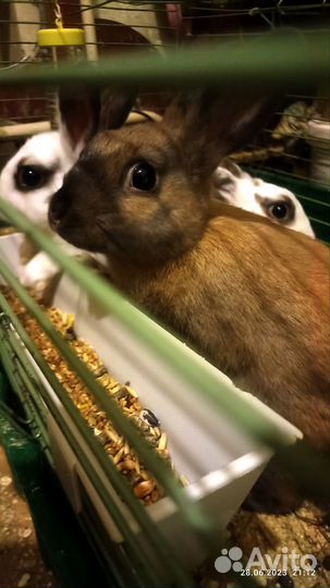 Декоративные кролики