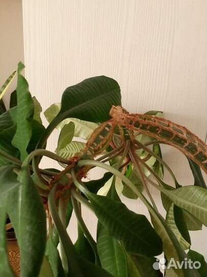 Молочай отдам без горшка