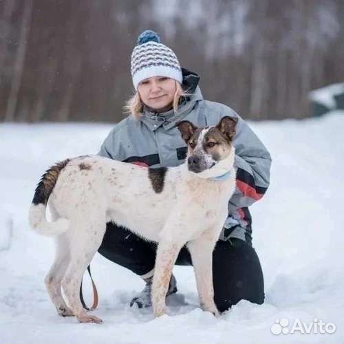 Собака в добрые руки отдам бесплатно