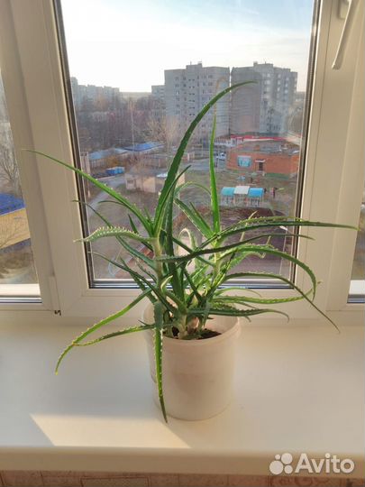 Комнатные цветы
