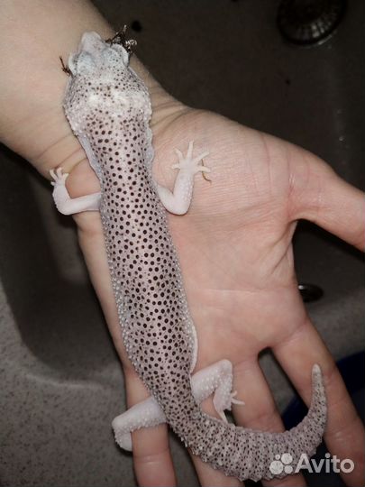 Ящерицы Эублефары