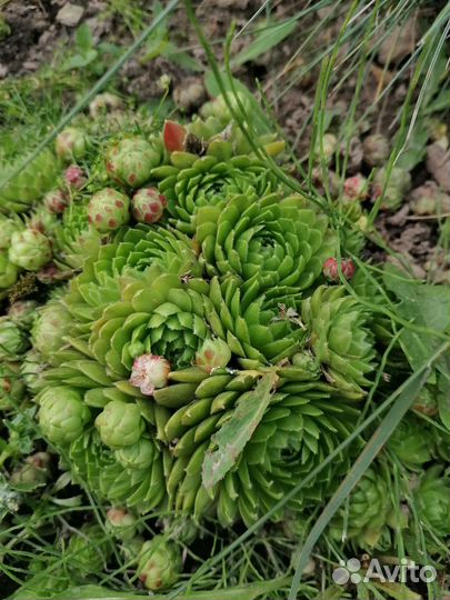 Почвопокровники, для альпийской горки