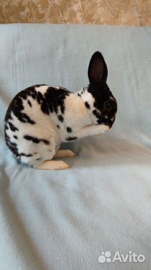 Карликовый кролик рекс мальчик