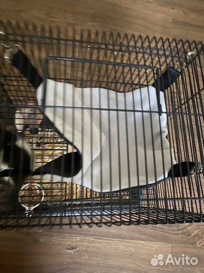 Гамак для грызунов