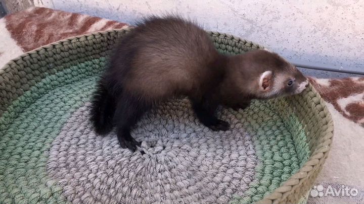 Щенки хорька