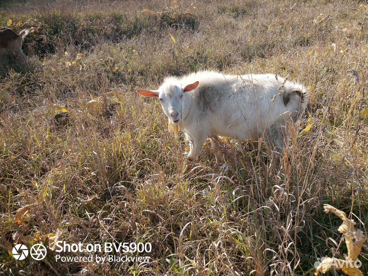 Козел для вязки