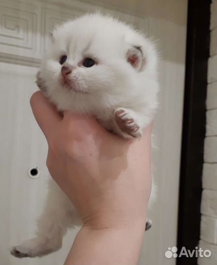 Британские котята