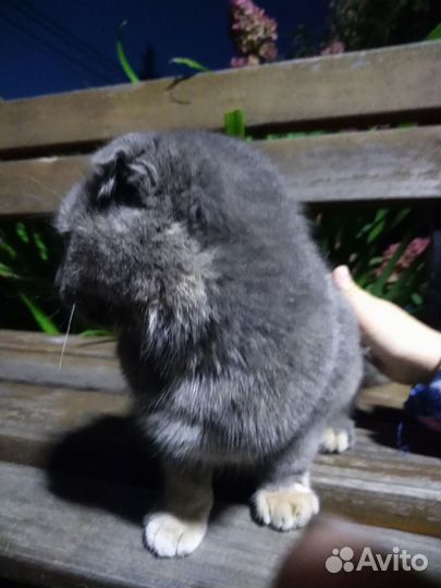 Вислоухая котенок девочка