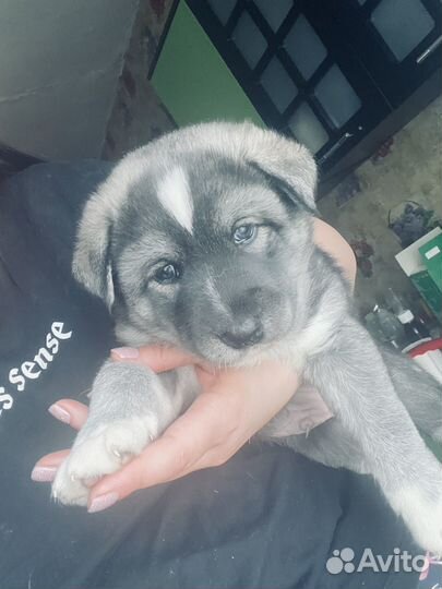 Щенок от хаски