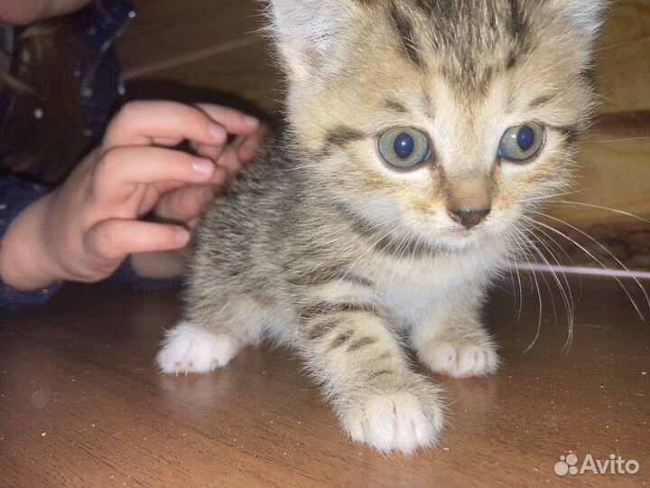 4 котенка ищут свой дом (предположительно девочки)