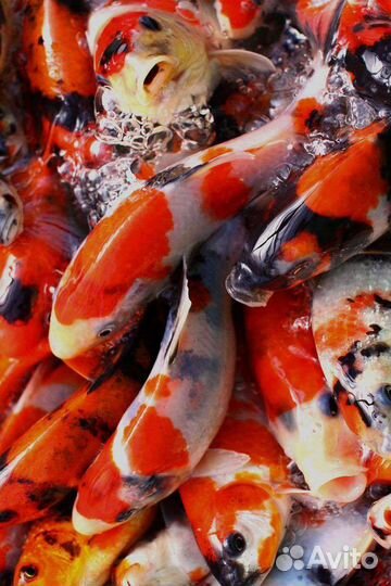 Карп кои. опт от 100 шт