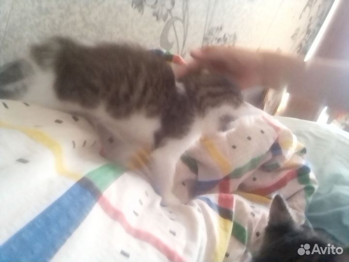 Кошка в дар