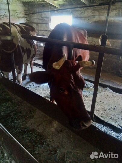 Корова дойная