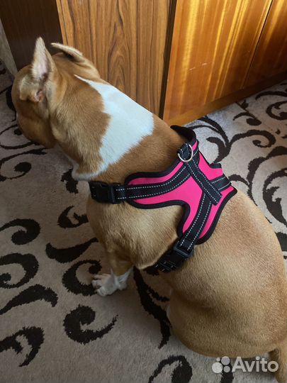 Шлейка для большой собаки