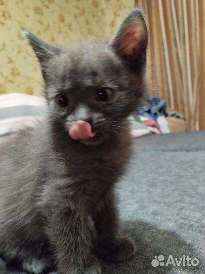 Британские котята