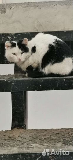 Отдам кота в добрые руки