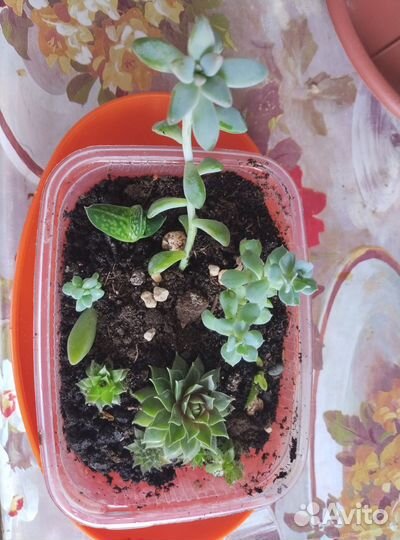 Мини садик из секулентов