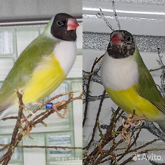 Амадины гульда