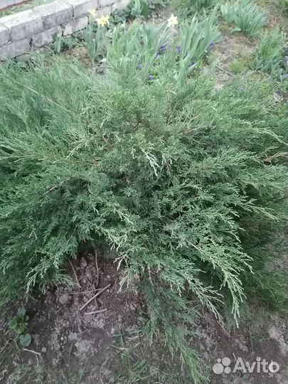 Можжевельник