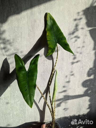 Алоказия Зебрина