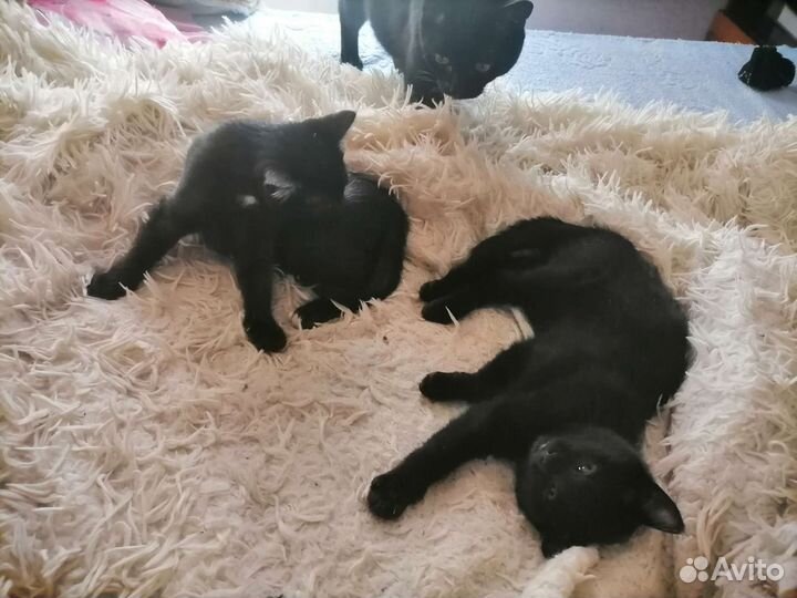 Кошка в дар