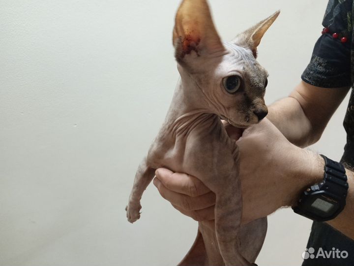 Сфинкс двельф