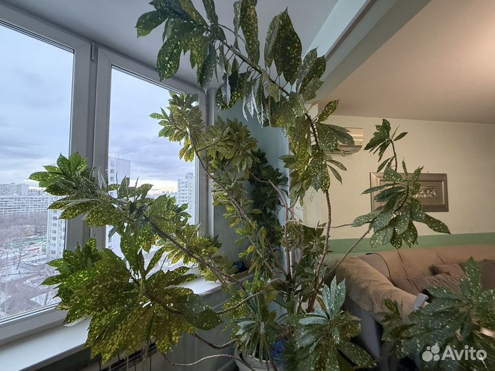 Большое комнатное дерево