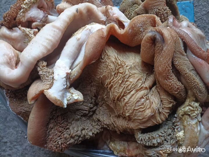 Корм для собак