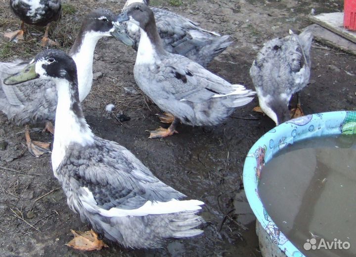 Яйцо бройлерной утки Фаворит голубой в наличии