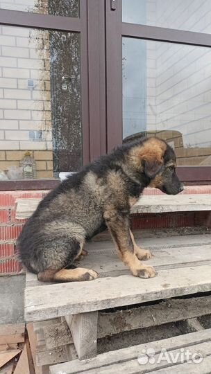 Щенки бесплатно