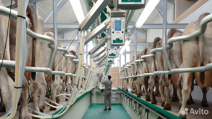 Доильный зал елочка scr для коров