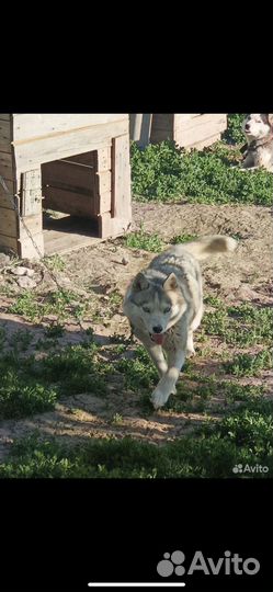 Хаски в добрые руки