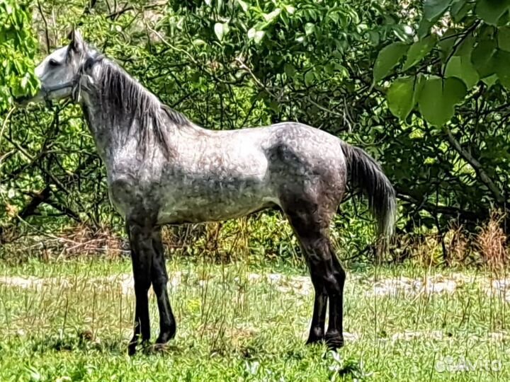 Арабский жеребец