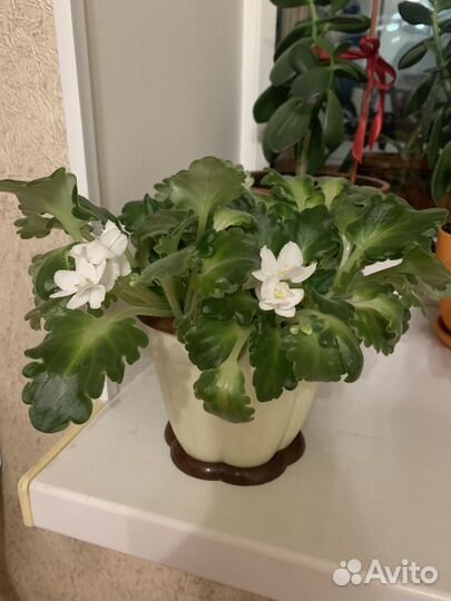 Фиалка в горшке