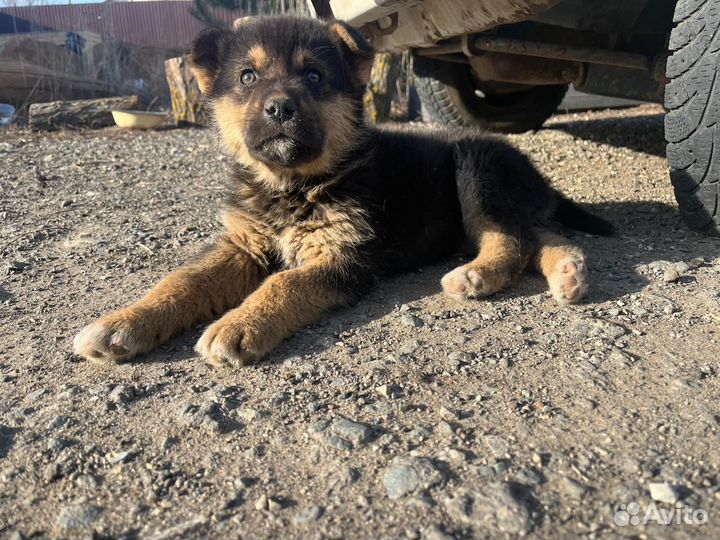 Собаки щенки