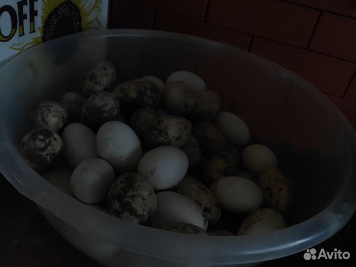 Яйца гусиные