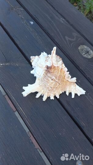 Ракушка морская раковина большая