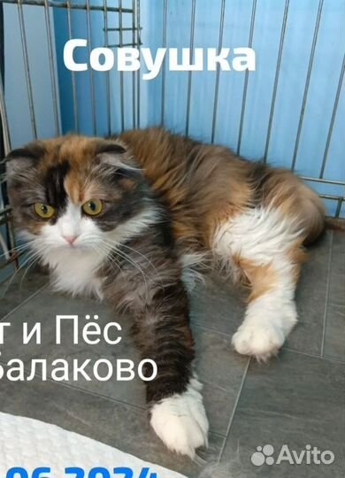 Стерилизованная кошечка Совушка в добрые руки