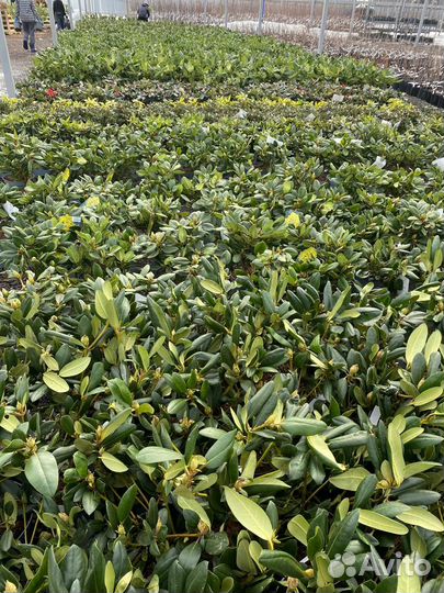 Рододендрон