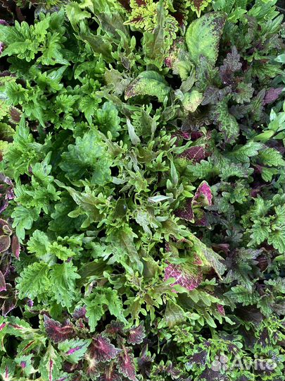 Колеусы вегетативные черенки